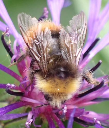 Réf. 335 850 : Bombus pratorum